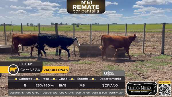 Lote 5 Vaquillonas  en Ruta 12, a 3 km de Palo Solo, Soriano