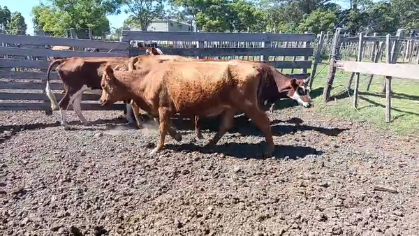 Lote 5 Vaca 400kg - , San José