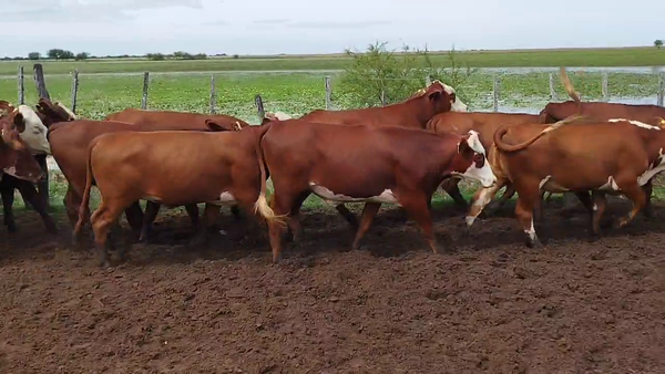 Lote 65 Vaquillonas en Esquina, Corrientes