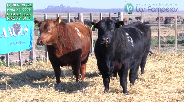 Lote TOROS PUROS CONTROLADOS