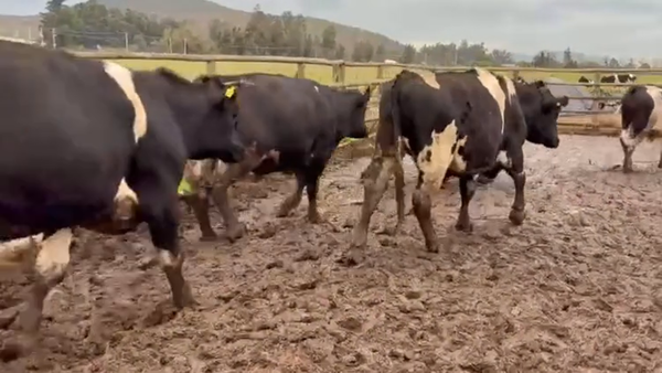 Lote 20 Novillo Gordo en Melipilla, Región Metropolitana