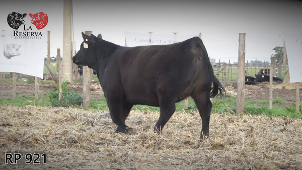 Lote Terneras PP al 50%