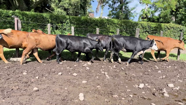 Lote VAQUILLONAS 1 A 2 AÑOS