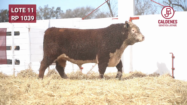 Lote Toro PR