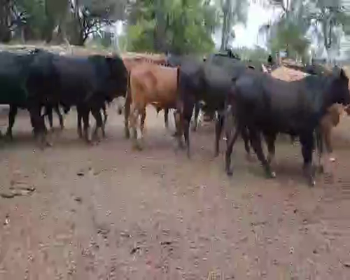 Lote 75 Terneros en Monte Quemado, Santiago del Estero