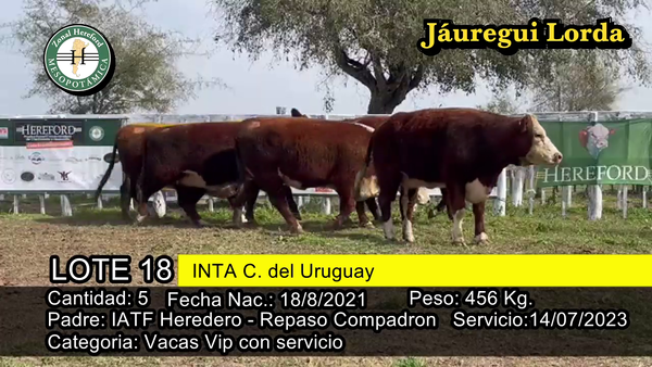 Lote VACAS VIP CON SERVICIO