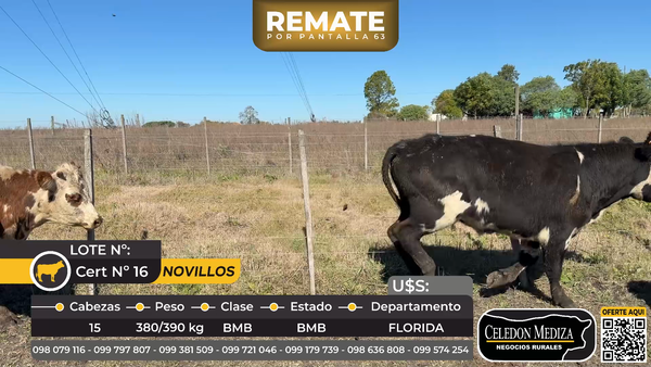 Lote 15 Novillos en  Ruta 5 km148 Piedras Coloradas, Florida