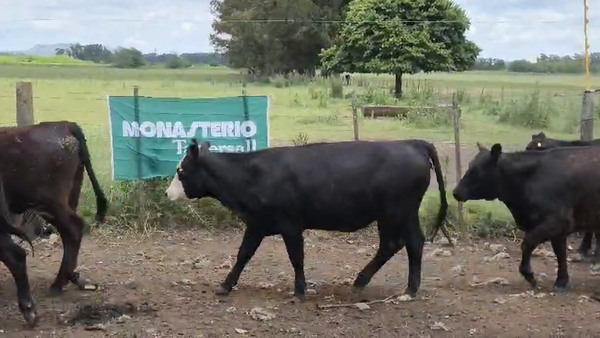 Lote 15 Vaquillonas de invernada en Tandil
