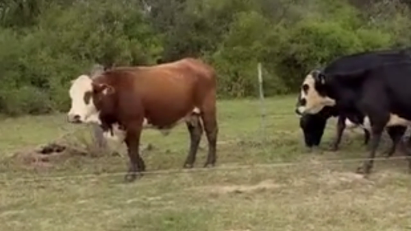 Lote 30 Vacas de invernar