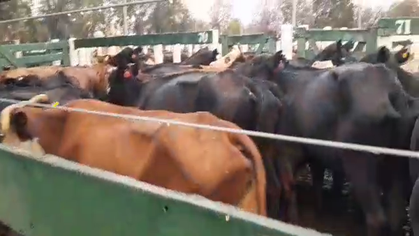Lote 100 Vacas Faena Braford  en Córdoba, Córdoba