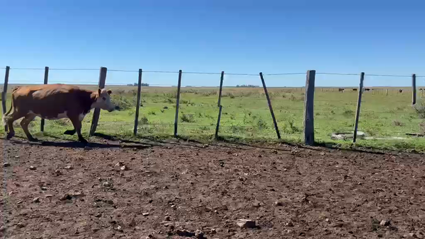 Lote VACAS PREÑADAS