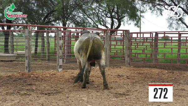 Lote Brahman