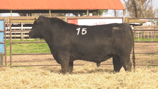Lote TOROS ANGUS NEGROS  PC
