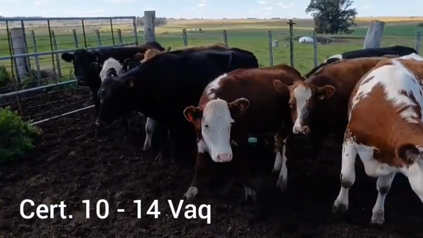 Lote VAQUILLONAS