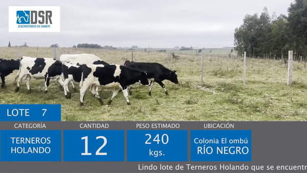 Lote 12 Terneros 240kg - , Flores