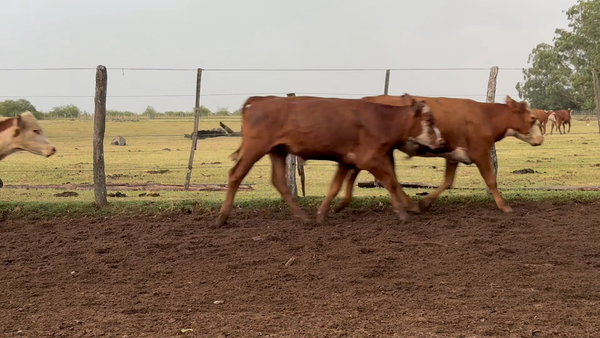 Lote 90 Terneros en Corrientes, Paso de Los Libres