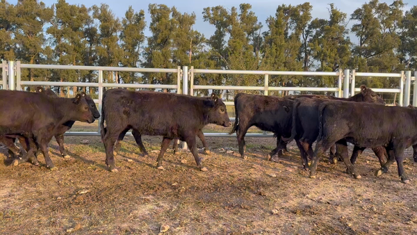 Lote 120 Terneras