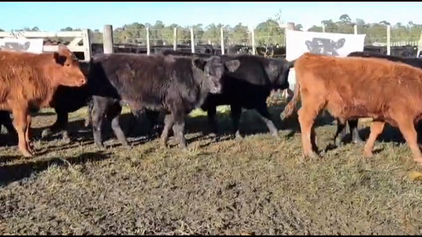 Lote 110 Terneros