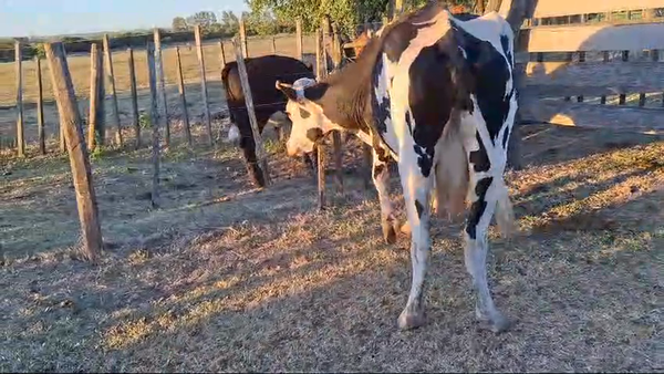 Lote Vaca Lechera