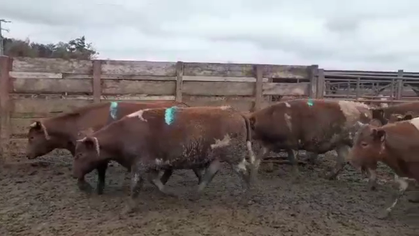 Lote 20 Novillo Gordo en Los Ángeles, VIII Región Biobío