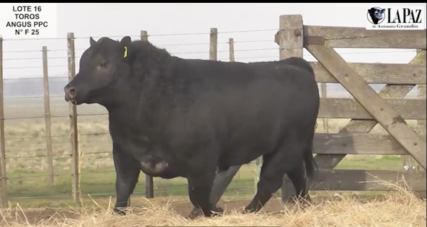 Lote TOROS PUROS POR CRUZA