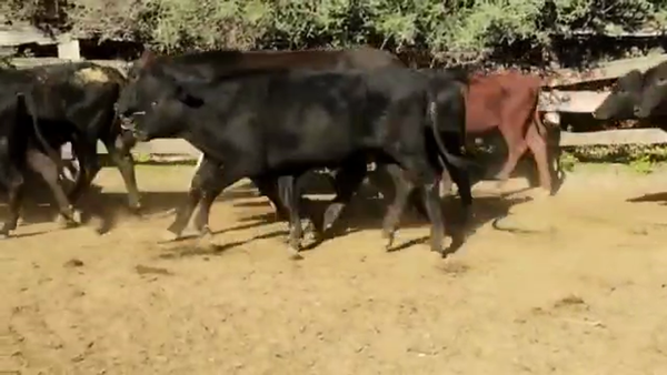 Lote 90 Novillitos y vaquillonas en Quimilí, Santiago del Estero