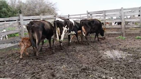 Lote 6 Piezas de cría, San José