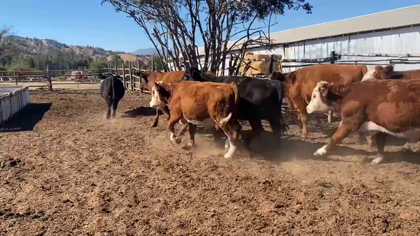 Lote 50 Novillo Engorda en Pumanque, VI  Región O'Higgins