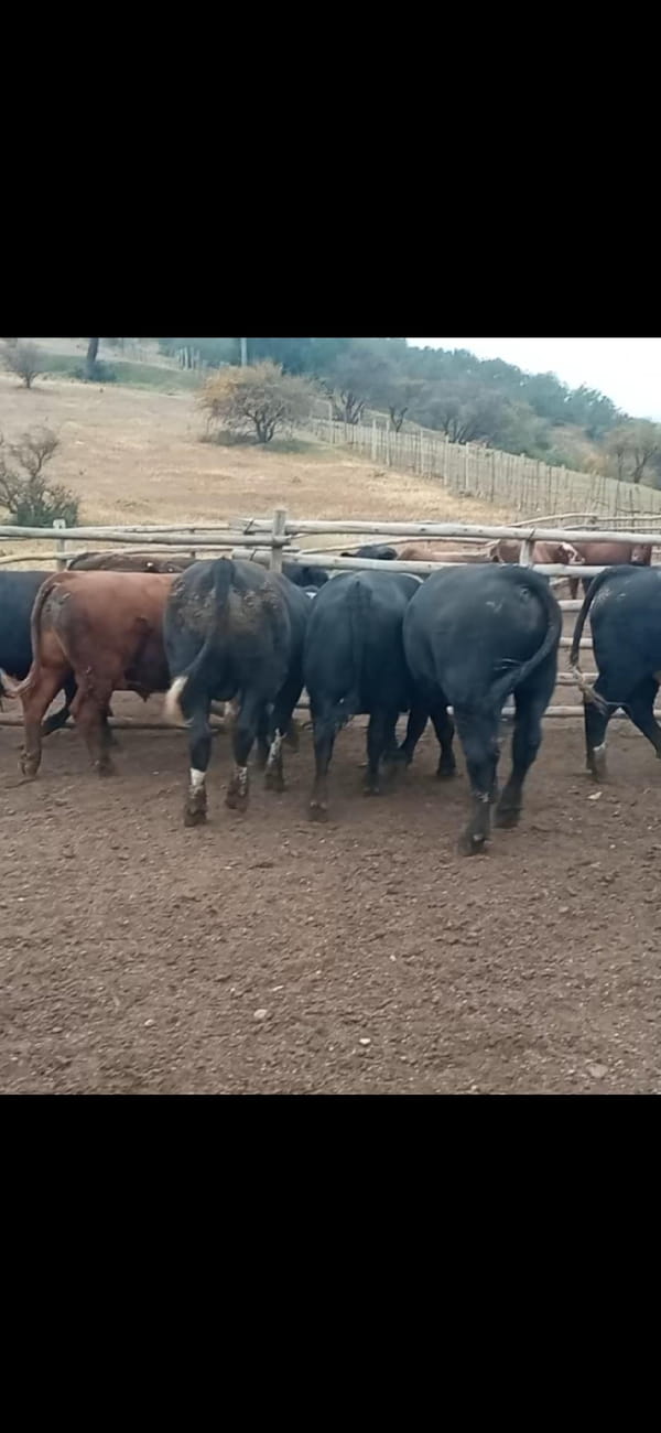 Lote 30 Torete en Melipilla, Región Metropolitana