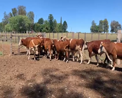 Lote NOVILLOS 2 A 3 AÑOS