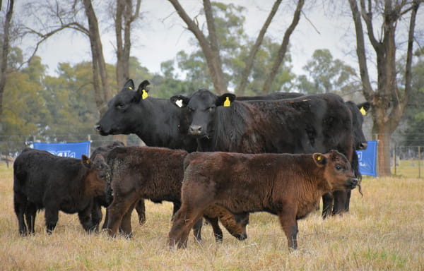 Lote "Cabaña ""Don Felix"" Vaquillonas PC"