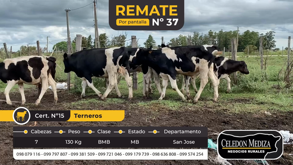 Lote 7 Terneros en San José