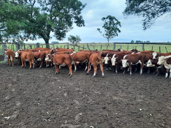 Lote SAENZ VALIENTE, BULLRICH Y Cia. S.A.