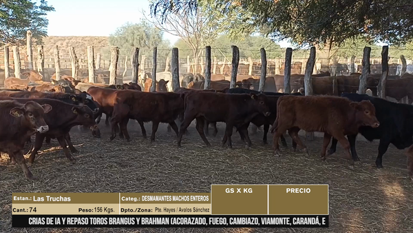 Lote LOTE 4 - 74 DESMAMANTES MACHOS