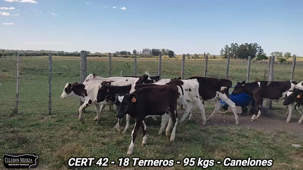 Lote 18 Terneros en Canelones