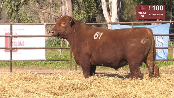 (*)51 04486 — TOROS ANGUS COLORADOS  PC