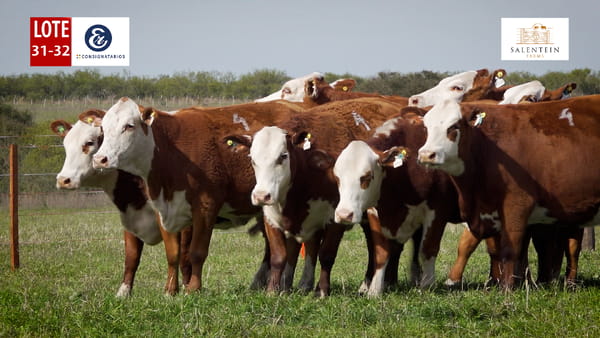 Lote LOTE 31/32 - VAQUILLAS BRAFORD PLANTELERAS SEÑAL ´18 PREÑADAS IATF