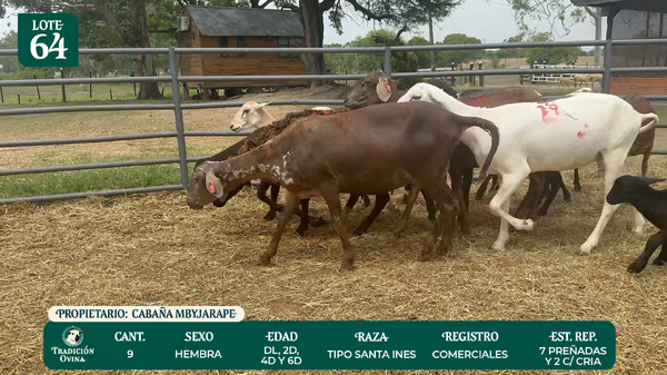 Lote LOTE 64 - POR PANTALLA