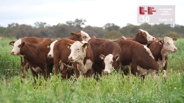 Lote VAQUILLONAS PARA SERVICIO BRAFORD
