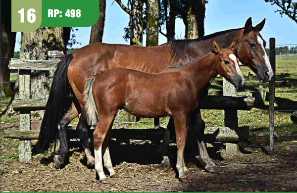 Lote CORTESIA CUARTEADOR