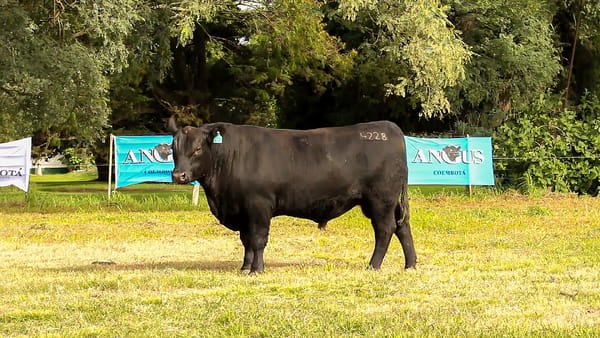 Lote CABAÑA COEMBOTÁ: RP 228