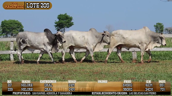 Lote LOTE 205