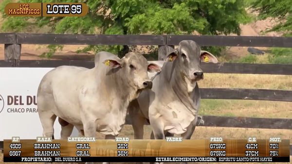 Lote LOTE 95- POR PANTALLA