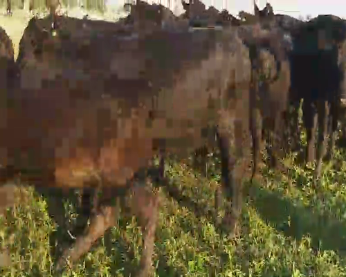 Lote 27 Vaquillonas en Villa Elisa, Entre Ríos