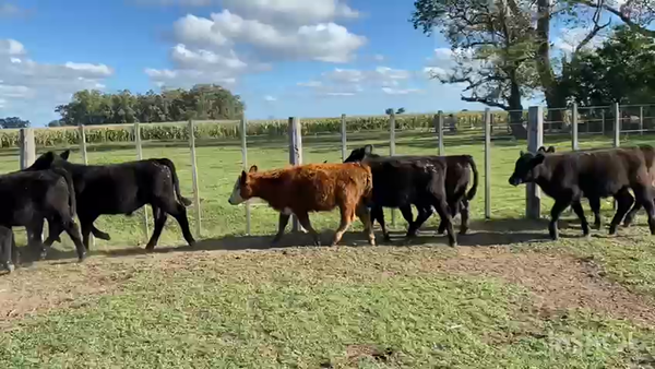 Lote 59 Terneros en Chascomús, Buenos Aires