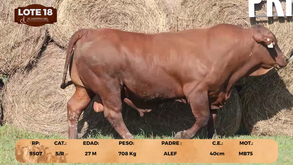 Lote LOTE 18