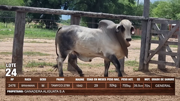 Lote Lote 24