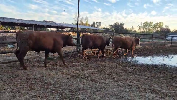 Lote 20 Novillo Gordo en Linares, VII  Región Maule