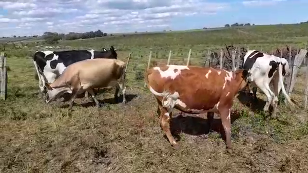 Lote (Vendido)4 Industria 450kg -  en COSTAS DEL PAVON