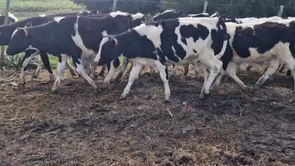 Lote 62 Terneros, San José